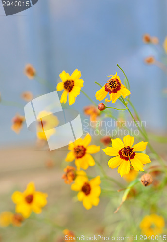 Image of Wild yellow flowers and blue sky 