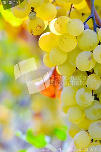 Image of ripe white grapes