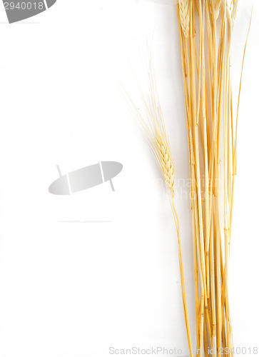 Image of Wheat isolated on white