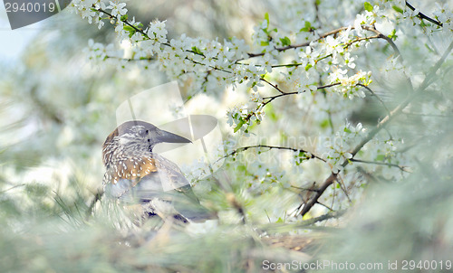 Image of thrush on branch  (Turdus Obscurus)