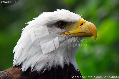 Image of Bald eagle