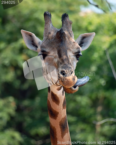 Image of Giraffe (Giraffa camelopardalis)