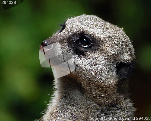 Image of Meerkat (Suricata suricatta)
