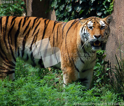 Image of Tiger