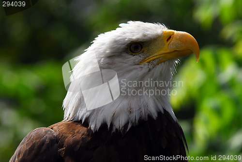 Image of Bald eagle