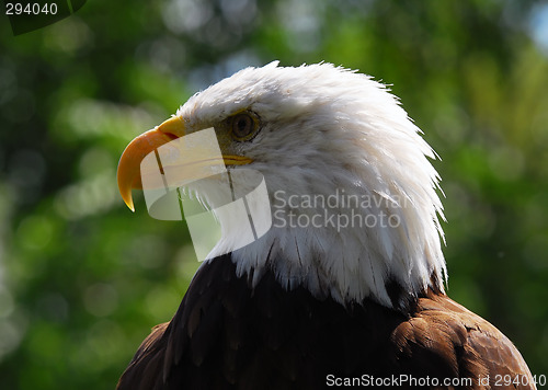 Image of Bald eagle