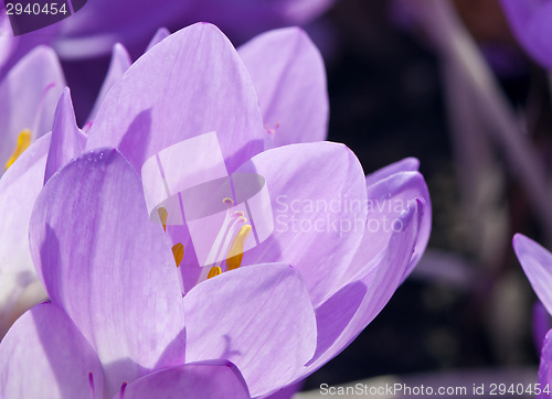 Image of Autumn crocus or meadow saffron or naked lady