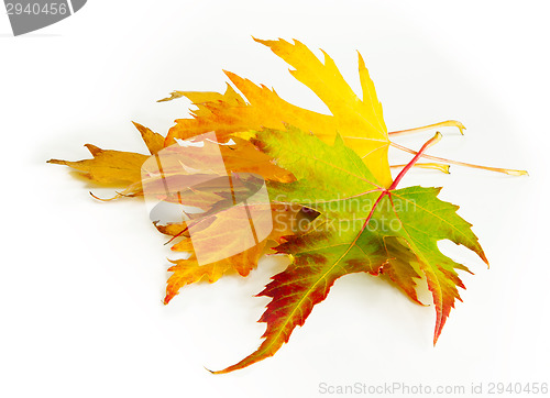 Image of Yellow, green and red autumn leaves