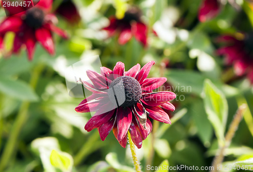 Image of Autumn flower