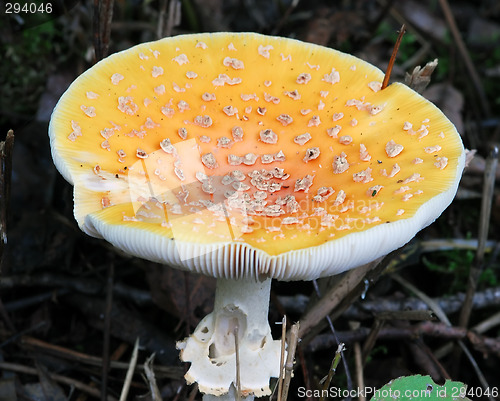 Image of Wild mushroom