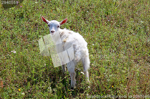 Image of little kid on the pasture