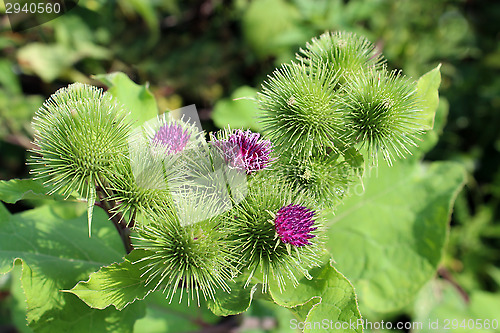 Image of flowers of prickles of a burdock