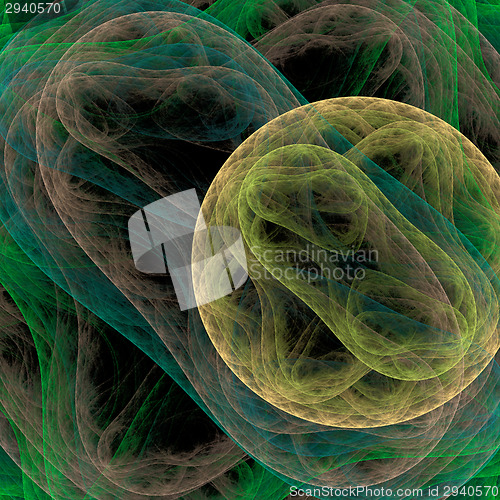 Image of Symmetrical growth of bacteria