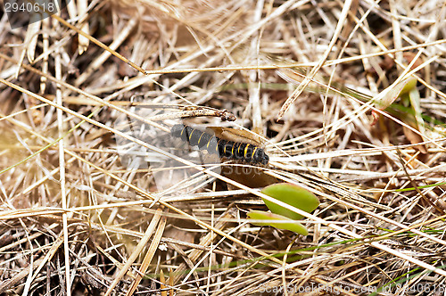 Image of Caterpillar