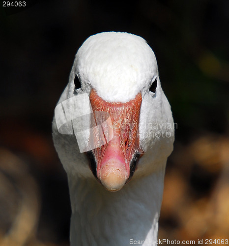 Image of Goose