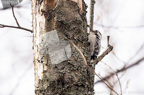 Image of Woodpecker