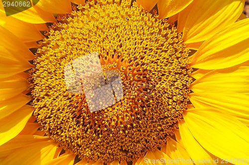 Image of Flower of sunflower