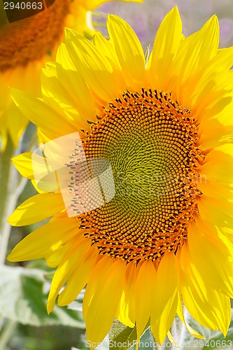 Image of sunflower