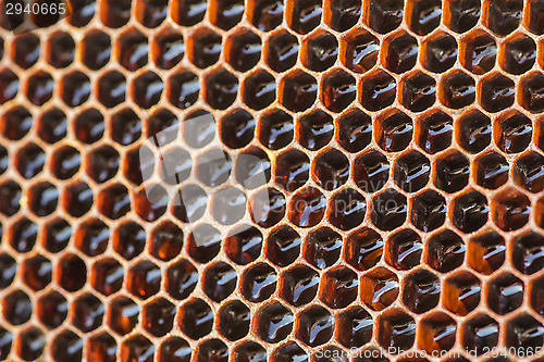 Image of entrance to the hive