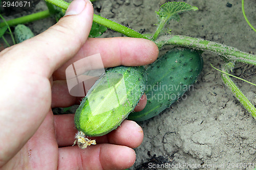 Image of human hand with fruits of the cucumber