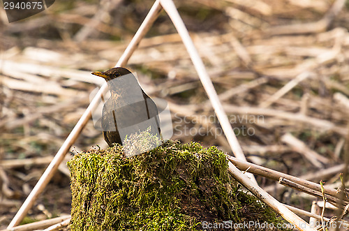 Image of Blackbird