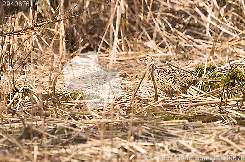 Image of Pheasant