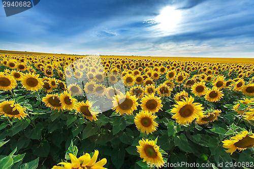 Image of field of sunflowers