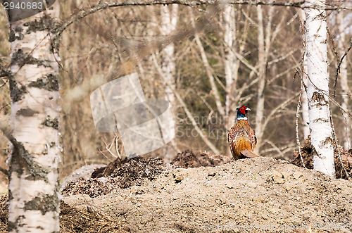 Image of Pheasant