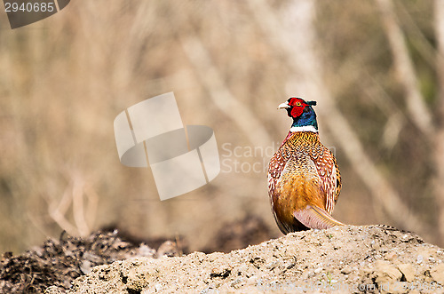 Image of Pheasant