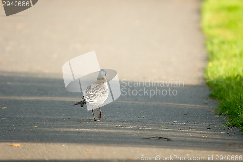 Image of Gull