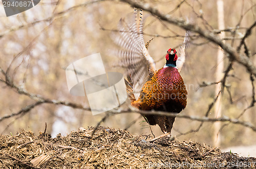 Image of Pheasant