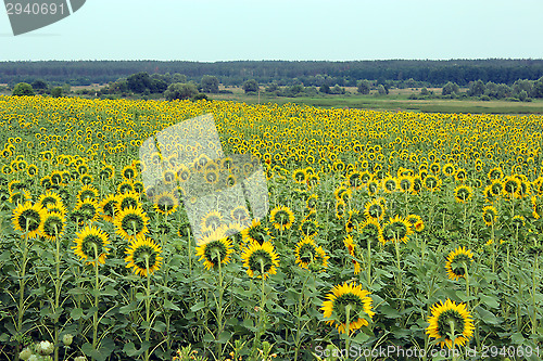 Image of field of sunflowers near the forest