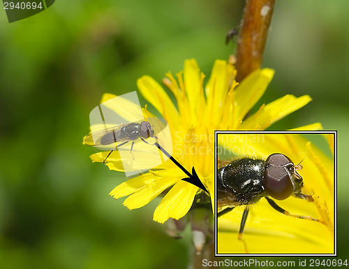 Image of Fly