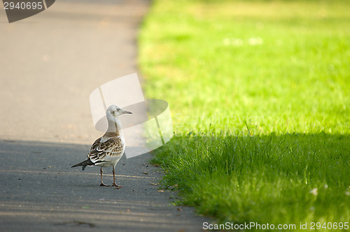 Image of Gull