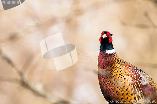 Image of Pheasant