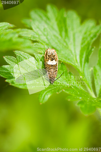 Image of Butterfly