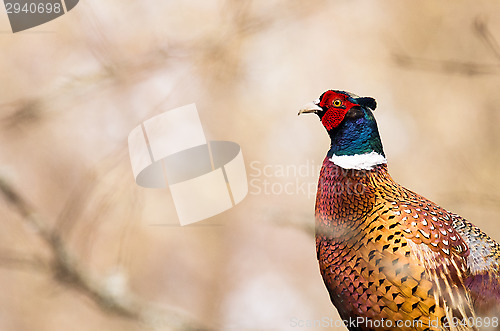 Image of Pheasant