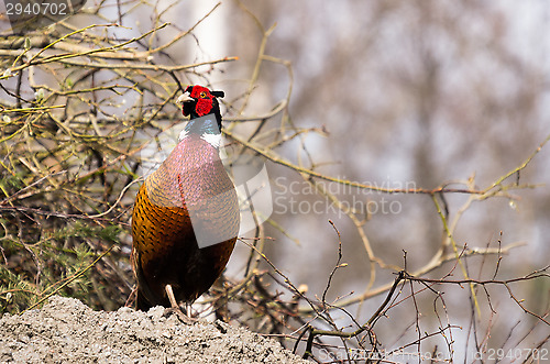 Image of Pheasant