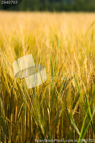 Image of Wheatfield