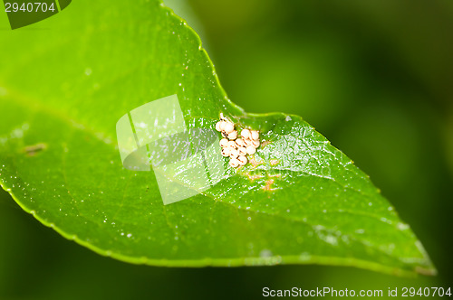 Image of Bug eggs