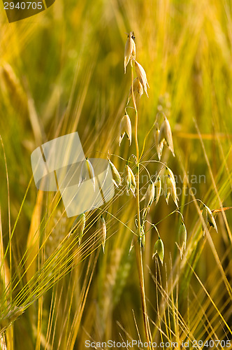 Image of Wheatfield