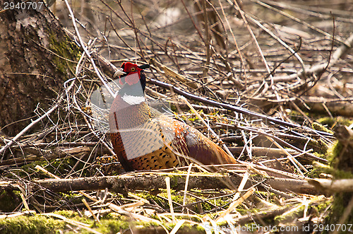 Image of Pheasant