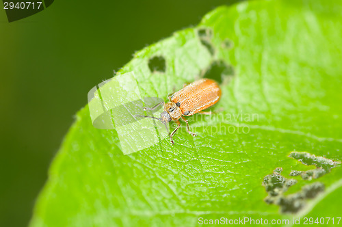 Image of Bug