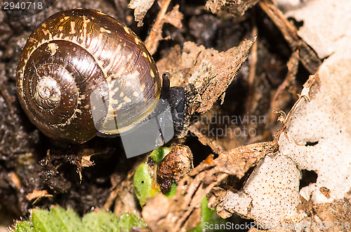 Image of Arianta arbustorum