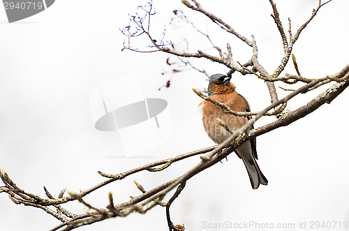 Image of Fringilla coelebs