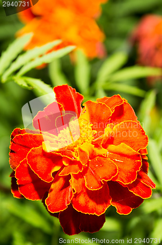 Image of Marigold