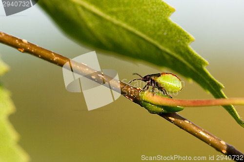 Image of Bug