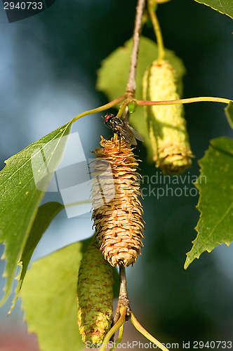 Image of Fly