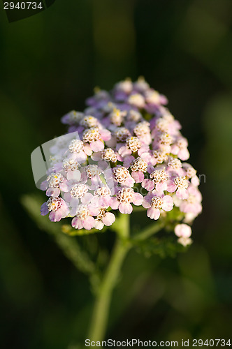 Image of Flowers