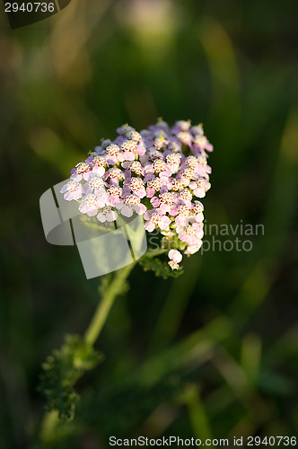Image of Blossoms